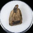 Triceratops Shed Tooth - Montana #16635-1